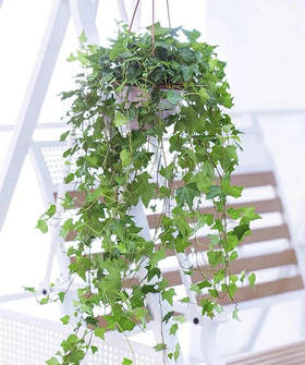 常春藤 （鲜切）扎