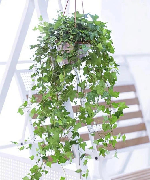 常春藤 （鲜切）扎 商品图0