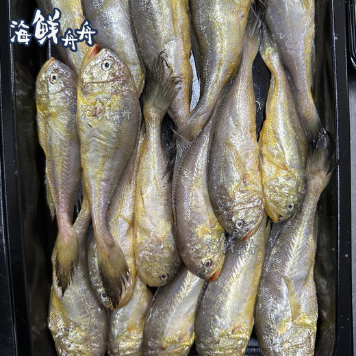 【野生】超低温东海梅童鱼 商品图5