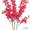 兰花 | 千代兰红象 商品缩略图1