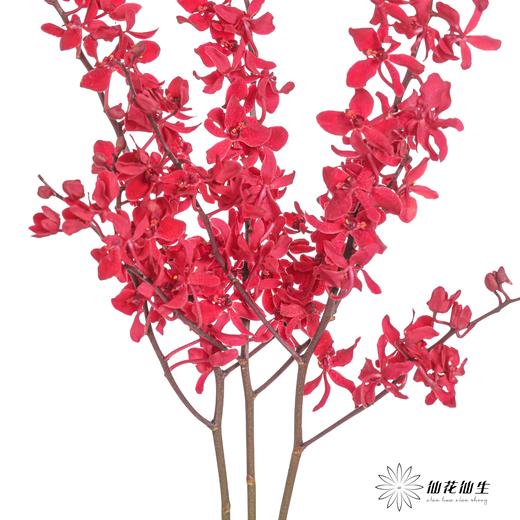 兰花 | 千代兰红象 商品图1
