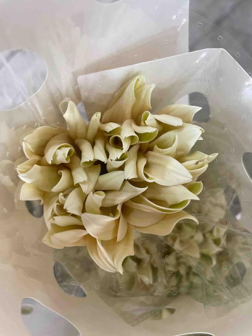 【空气卷边】弗朗/非洲菊- 香格里拉 约10枝/扎 商品图6