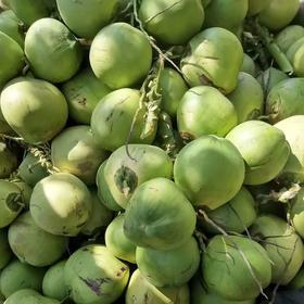 鲜椰子一个（拼团）