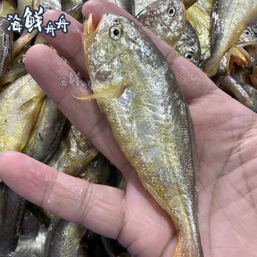 【野生】超低温东海梅童鱼 商品图2