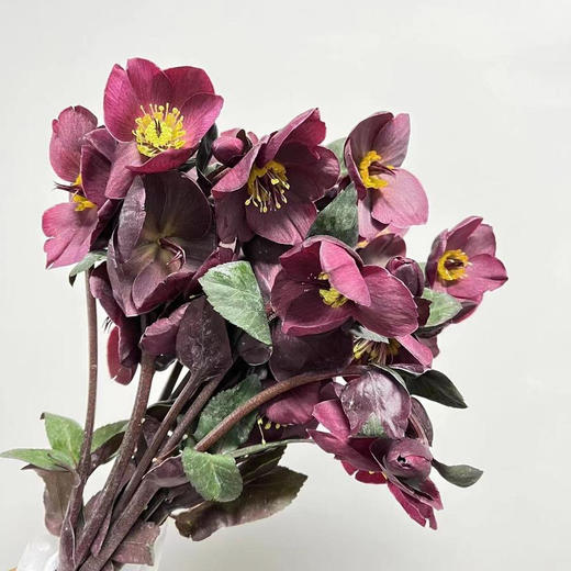 菟葵.红色 商品图0