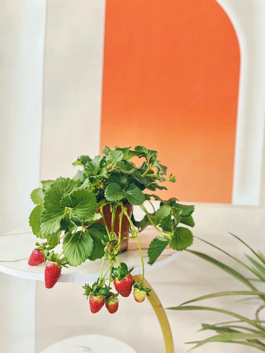 【草莓盆栽.带果发货】180#黑色加仑盆1盆+送加仑盆1个+送底托1个/份 第二份8.8元（云南仓） 商品图9