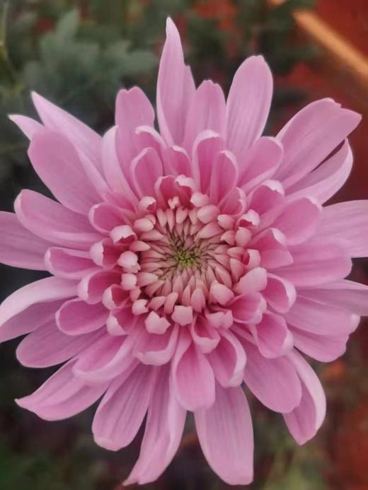 安娜菊（傲月粉）10枝 商品图4