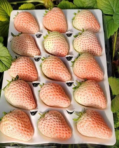 【粉玉草莓蜜蜂授粉自然生长】只配送哈尔滨同城 商品图0