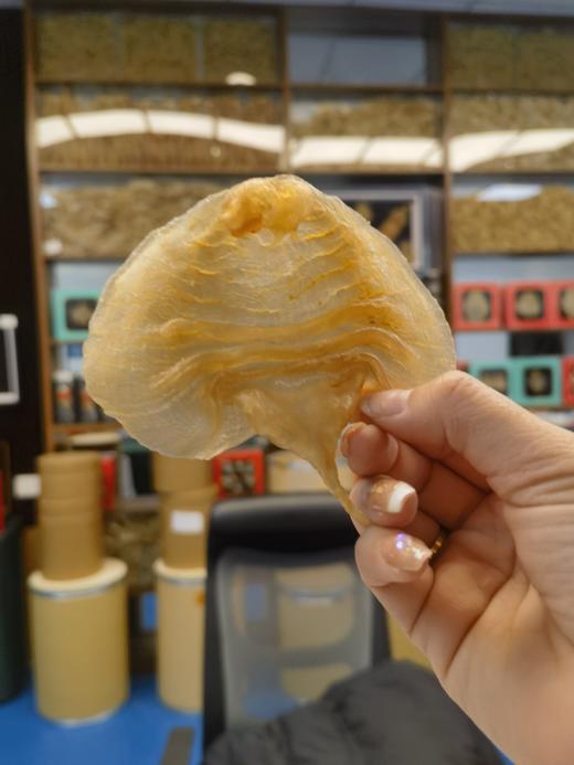 【赤嘴鳘鱼胶】挑时手工鱼胶/花胶 公胶脆爽 母胶软糯 商品图1