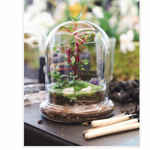 苔藓微景观沙龙 商品图0