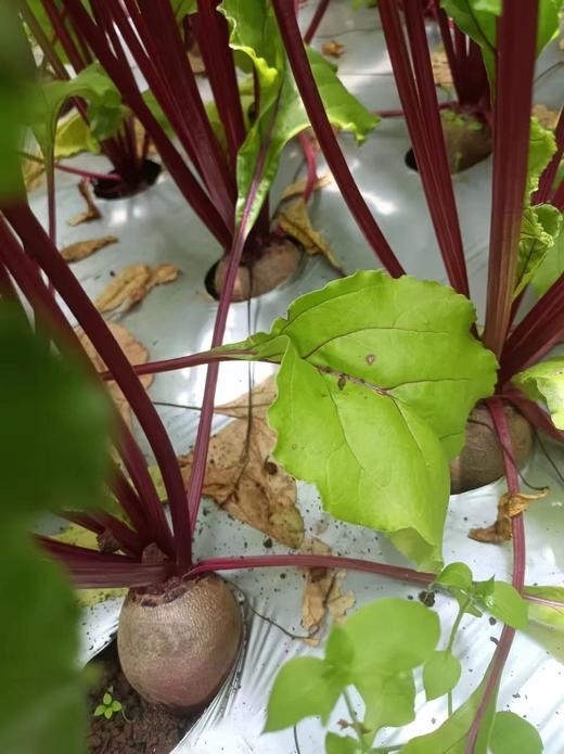 良道 有机红甜菜  来自泥土的甜蜜  大地的本味 商品图4