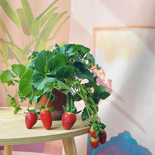 【草莓盆栽.带果发货】180#黑色加仑盆1盆+送加仑盆1个+送底托1个/份 第二份8.8元（云南仓） 商品图0