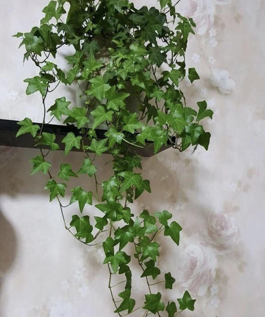 常春藤 （鲜切）扎 商品图1