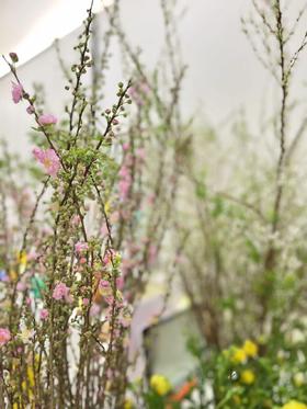 配花 ｜ 珍珠樱粉
