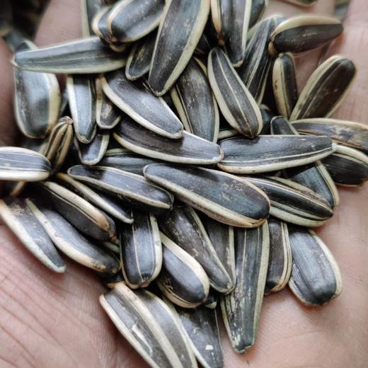 新疆精河 葵方提原味瓜子 510g*2袋 商品图3