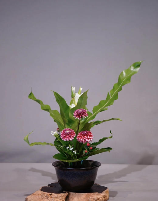 山苏叶【鸟巢叶】 约10片/扎 商品图0