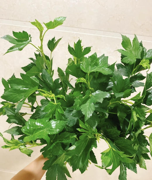 日本绿枫叶  若干枝/扎 商品图4