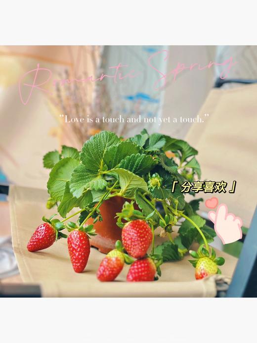 【草莓盆栽.带果发货】180#黑色加仑盆1盆+送加仑盆1个+送底托1个/份 第二份8.8元（云南仓） 商品图11