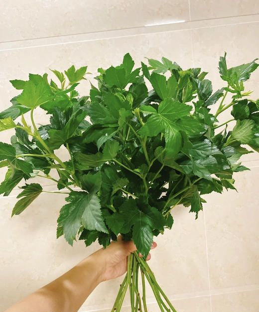 日本绿枫叶  若干枝/扎 商品图1