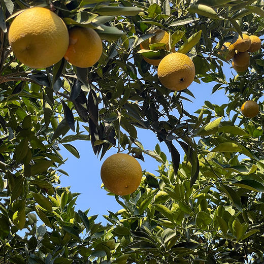 『秭归咖啡橙』又称棕橙、黑美人橙、巧克力橙，浓甜无籽，鲜嫩爽口，果皮有奇异花香 商品图6