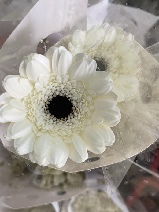 【迷你版】弗朗/非洲菊-伊犁 白色 约10枝/扎 商品图6