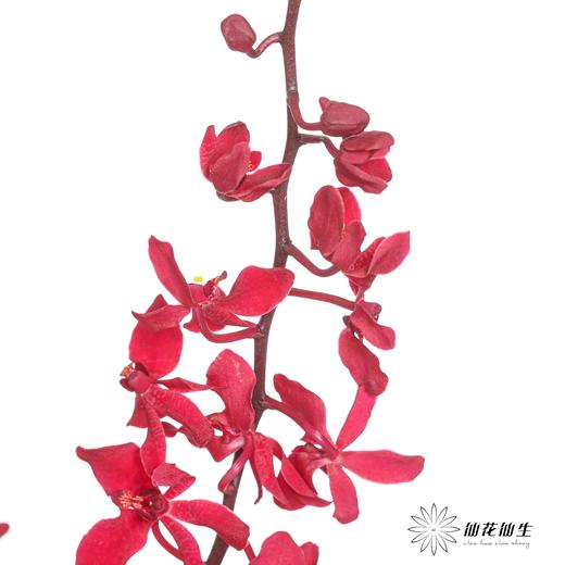 兰花 | 千代兰红象 商品图2
