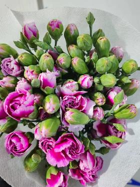 多头康乃馨 | 时尚太子