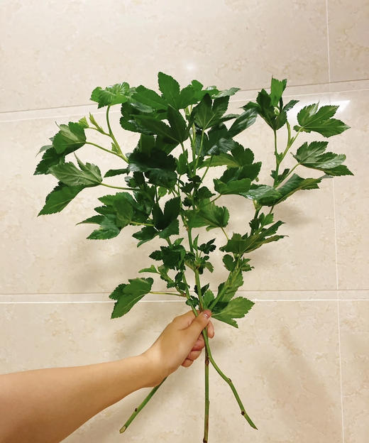 日本绿枫叶  若干枝/扎 商品图3