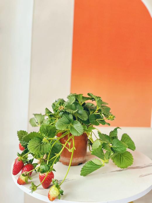 【草莓盆栽.带果发货】180#黑色加仑盆1盆+送加仑盆1个+送底托1个/份 第二份8.8元（云南仓） 商品图4