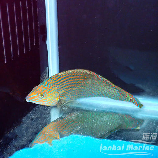 绿鳍海猪龙 公 （除蚓螺） 商品图1