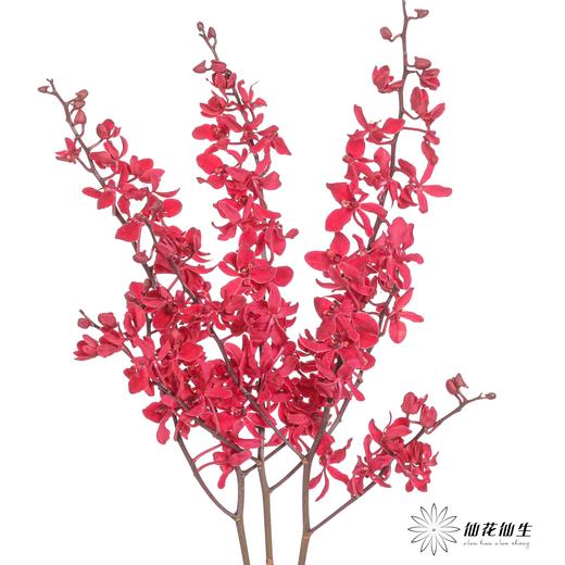 兰花 | 千代兰红象 商品图4