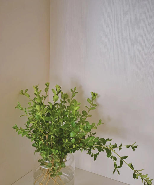 米兰叶  扎 商品图1