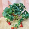 【草莓盆栽.带果发货】180#黑色加仑盆1盆+送加仑盆1个+送底托1个/份 第二份8.8元（云南仓） 商品缩略图10