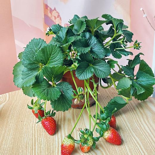 【草莓盆栽.带果发货】180#黑色加仑盆1盆+送加仑盆1个+送底托1个/份 第二份8.8元（云南仓） 商品图10