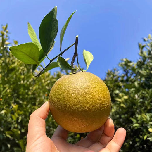 『秭归咖啡橙』又称棕橙、黑美人橙、巧克力橙，浓甜无籽，鲜嫩爽口，果皮有奇异花香 商品图4