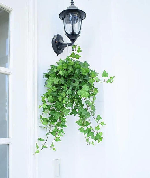 常春藤 （鲜切）扎 商品图2