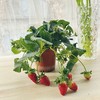 【草莓盆栽.带果发货】180#黑色加仑盆1盆+送加仑盆1个+送底托1个/份 第二份8.8元（云南仓） 商品缩略图6