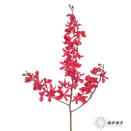 兰花 | 千代兰红象 商品图3