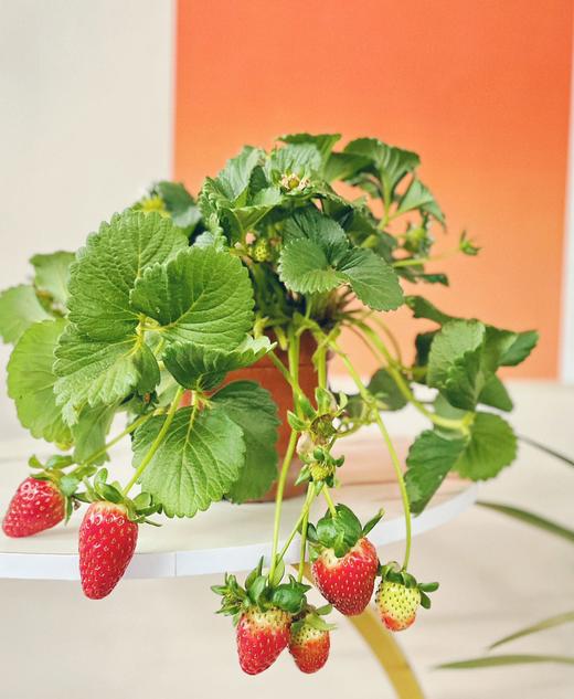 【草莓盆栽.带果发货】180#黑色加仑盆1盆+送加仑盆1个+送底托1个/份 第二份8.8元（云南仓） 商品图7