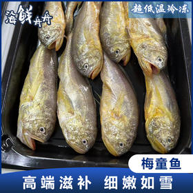 【野生】超低温东海梅童鱼