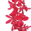 兰花 | 千代兰红象 商品缩略图0
