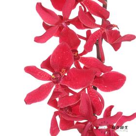 兰花 | 千代兰红象