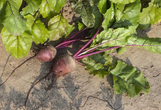良道 有机红甜菜  来自泥土的甜蜜  大地的本味 商品图2