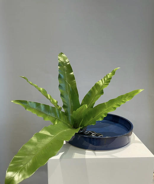 山苏叶【鸟巢叶】 约10片/扎 商品图2