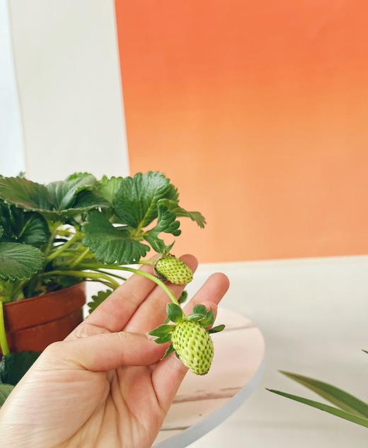 【草莓盆栽.带果发货】180#黑色加仑盆1盆+送加仑盆1个+送底托1个/份 第二份8.8元（云南仓） 商品图3