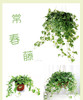 常春藤 （鲜切）扎 商品缩略图3