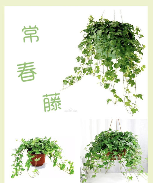 常春藤 （鲜切）扎 商品图3