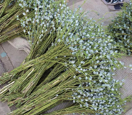 尤加利果，【可做干花】扎 商品图6