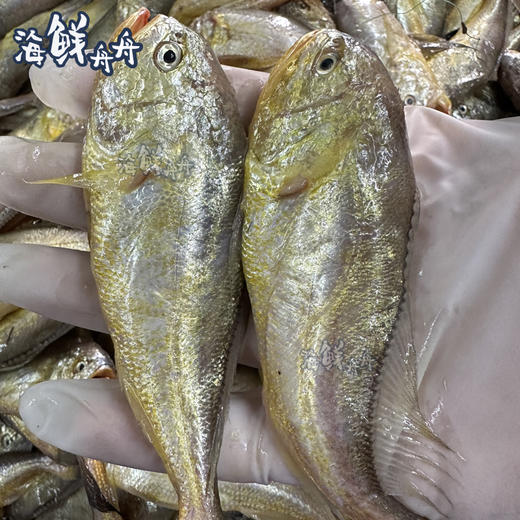 【野生】超低温东海梅童鱼 商品图1