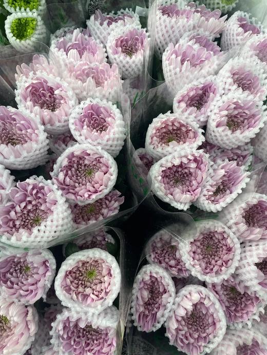 安娜菊（傲月粉）10枝 商品图8